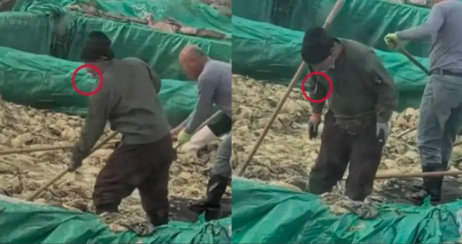 쏸차이에 침을 뱉는 공장 근로자. SNS 캡처