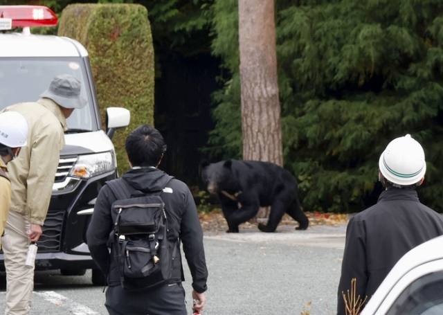 지난 20일 일본 이와테현 모리오카시 하라케이기념관 부지에서 발견된 곰. 교도연합뉴스