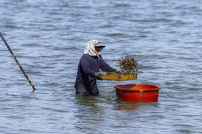 섬진강 재첩 잡이 손틀 어업. /뉴시스