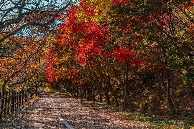 광주광역시가 '2025 광주 방문의 해'를 맞아 11월에 가봐야 할 늦가을 단풍 명소, 예술적 감성이 어우러진 도심 여행 코스, 문화 프로그램을 소개하고 나섰다. 사진은 무등산 단풍길. 광주광역시 제공