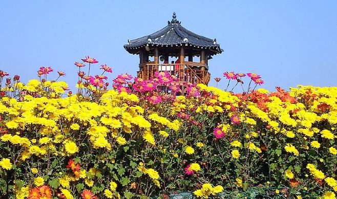 2023년 11월 3일부터 12일까지 개최된 서산국화축제 모습(사진=서산시 제공)