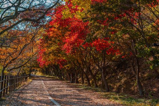 무등산 단풍. /광주시 제공