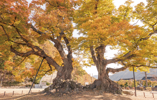 야사리 느티나무