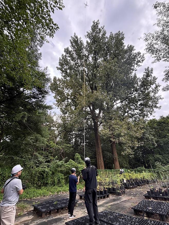 산림청 국립산림과학원은 서울 홍릉숲에 있는 수령 50년 된 노블포플러 나무 높이 측정 결과 38.97m로 확인됐다고 3일 밝혔다. 이는 국내에서 가장 큰 나무인 경기 양평 용문사 은행나무(38.8m)보다 17cm 더 큰 수치다. 사진은 연구원들이 나무 높이를 재는 모습. 산림과학원 제공