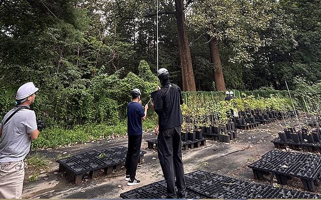 산림청 국립산림과학원은 서울 홍릉숲에 있는 수령 50년 된 노블포플러 나무 높이 측정 결과 38.97m로 확인됐다고 3일 밝혔다. 이는 국내에서 가장 큰 나무인 경기 양평 용문사 은행나무(38.8m)보다 17cm 더 큰 수치다. 사진은 연구원들이 나무 높이를 재는 모습. 산림과학원 제공