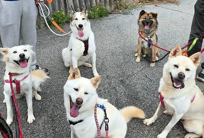 동물권행동 카라는 “켄넬링 훈련 중인 개들은 하루 4차례 1시간씩 합사 훈련을 진행하며 활동가·봉사자들이 매일 오전 외부 줄산책을 시행중” 밝혔다. 카라 제공
