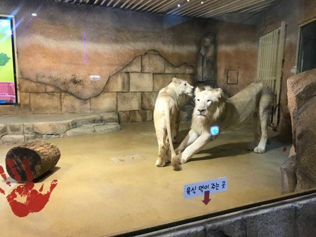 지난 2023년 파산하고 문을 닫은 대구의 한 실내동물원이 운영 당시 사육하던 암수 백사자. 동물복지문제연구소 어웨어 제공