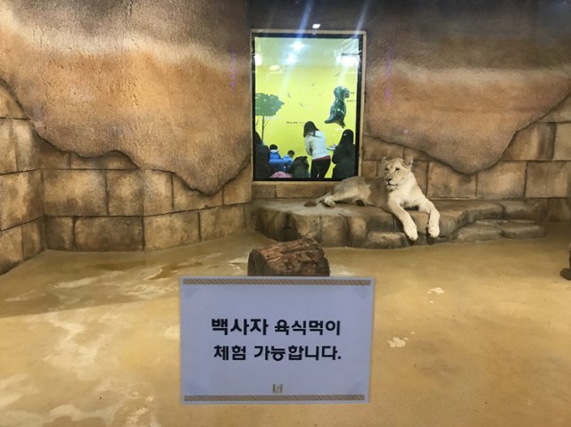 지난 2023년 파산하고 문을 닫은 대구의 한 실내동물원이 운영 당시 사육하던 암컷 백사자. 동물복지문제연구소 어웨어 제공