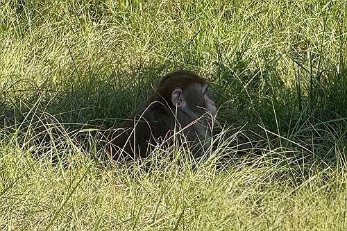 ▲ 교통사고로 탈출한 원숭이가 미시시피주 하이델버그 지역 풀밭에 앉아 있는 모습 [연합뉴스]&nbsp;