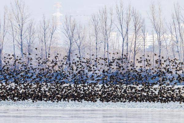 주남저수지 석산마을 선착장에서 가창오리가 먹이 활동을 위해 무리를 이뤄 날아오르는 모습. 창원시 제공