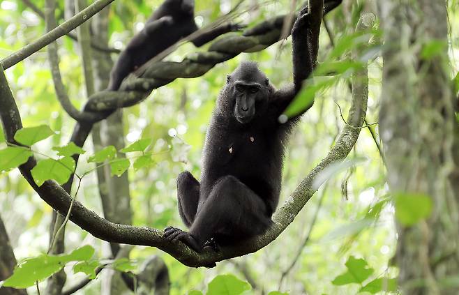 탕코코국립공원, 셀카 원숭이로 유명한 크레센트 블랙 마카크(검은원숭이)