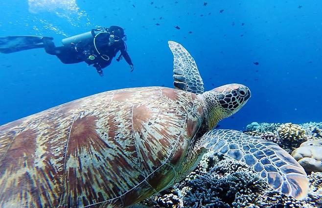 29일(현지시간) 인도네시아 마나도 부나켄 해양국립공원에서 이스타항공의 인천-마나도 첫 편을 통해 도착한 관광객들이 스노쿨링과 다이빙을 즐기며 기념촬영을 하고 있다. 마나도 부나켄 해양국립공원은 맑은 바다 속에서 1,300종 이상의 해양 생물과 370여 종의 살아있는 산호초 등을 맨 눈으로 감상할 수 있어 세계 3대 다이빙 성지로 불린다.&nbsp;