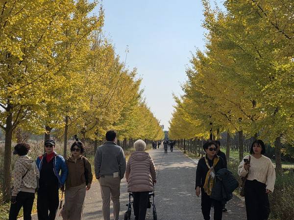 4일&nbsp;수도권매립지 드림파크 야생화단지에서 열린&nbsp;'2025 드림파크 국화축제'를 찾은 시민들이 걸어가고 있다. [사진 = 박지현 기자]
