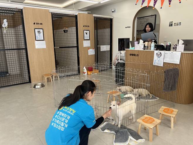 4일 광주 동구 유기견 입양센터 '피스멍멍'에서 이은서 센터장이 유기견 하트를 돌보고 있다. '피스멍멍'은 동구가 고향사랑기부제 지정기부사업인 '유기동물 구조ㆍ보호 지원사업'에 모인 3억9천만원을 투입해 조성됐다. /박건우 기자