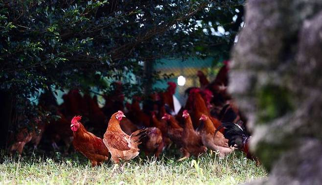 토종닭 방사 사육 모습. ⓒ뉴시스