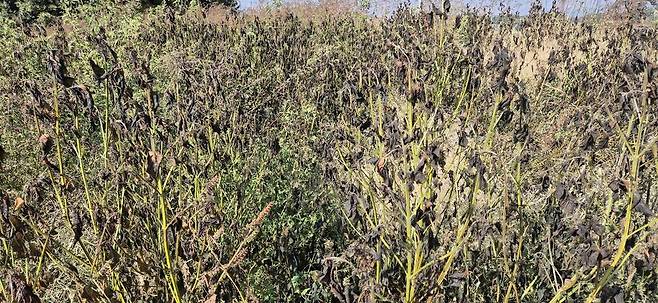 4일 충북 음성군 대소면의 한 화학물질 취급업체 주변 깻잎이 비닐아세테이트 모노머(VAM) 가스에 노출돼 검게 변했다. 오윤주 기자