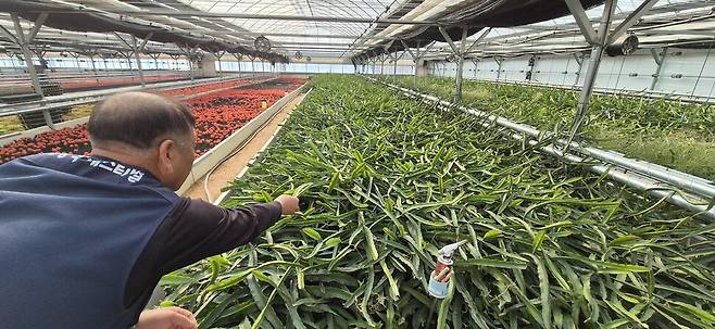 충북 음성군 대소면의 화훼 농장 김아무개씨가 4일 비닐아세테이트 모노머(VAM) 가스에 노출돼 누렇게 변한 선인장 모수를 가리키고 있다. 오윤주 기자