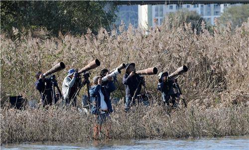 강릉 남대천의 물수리 찍는 대포부대 [촬영 유형재]