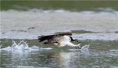 날카로운 발톱을 앞세우고 돌진 [촬영 유형재·연합뉴스 자료사진]