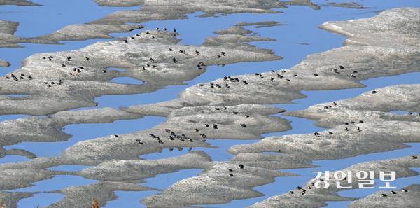 5일 오후 인천 강화군 평화전망대에서 바라본 한강 하구의 풀등에서 새들이 휴식을 하고 있다. 2025.11.5 /조재현기자 jhc@kyeongin.com