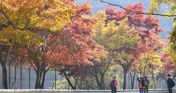 5일 안양시 서울대 안양수목원이 상시 개방돼 시민들이 단풍나무 사이를 거닐며 가을의 정취를 즐기고 있다. 이번 상시개방은 안양수목원이 1967년 학술 목적으로 조성된지 58년만이다.김태완기자 lift@kihoilbo.co.kr