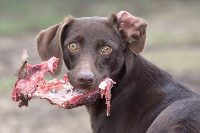 반려견에게 단백질과 지방 중심의 생식식단이 비만이나 대사증후군을 예방하는데 유리할 수 있다는 연구 결과가 나왔다. 사진=게티이미지뱅크