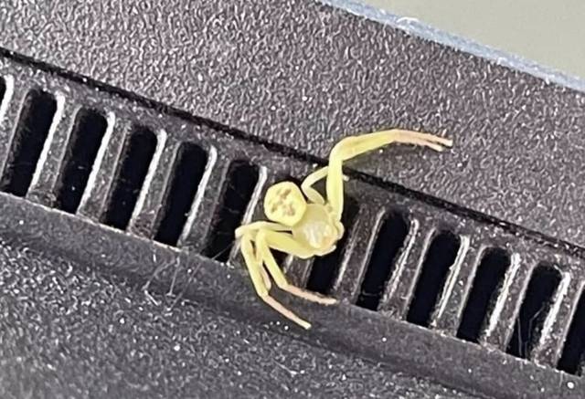 복부 부분이 사람 얼굴처럼 보이는 무늬가 있는 노란색 거미. 사진=페이스북 갈무리