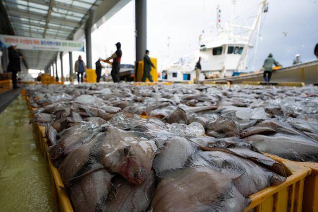 경북 울진군 죽변수산물유통복합센터에 갓 잡은 기름가자미가 잔뜩 쌓여 있다. 울진=이한호 기자