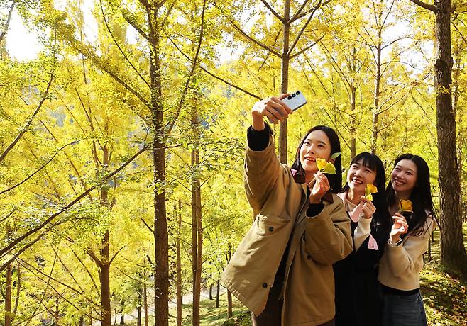 4일 경기도 용인시 에버랜드 은행나무숲이 노랗게 물들어가고 있다. [연합뉴스]