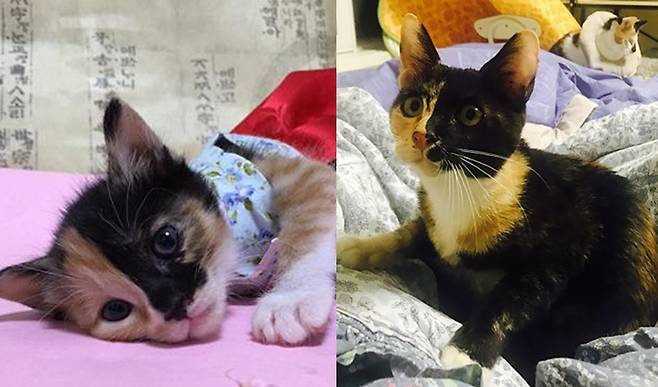 홍단이와 아이리스, 용인시캣맘캣대디협의회