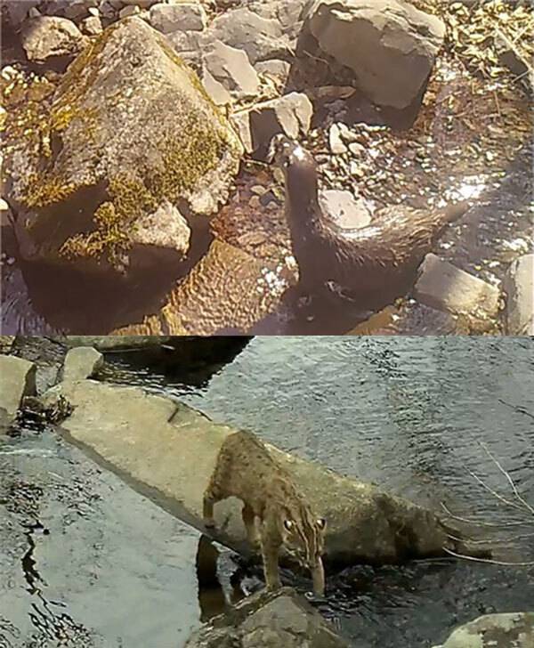 무인카메라에 포착된 수달(위), 무등산에서 포착된 삵의 모습. 국립공원공단 무등산국립공원동부사무소 제공