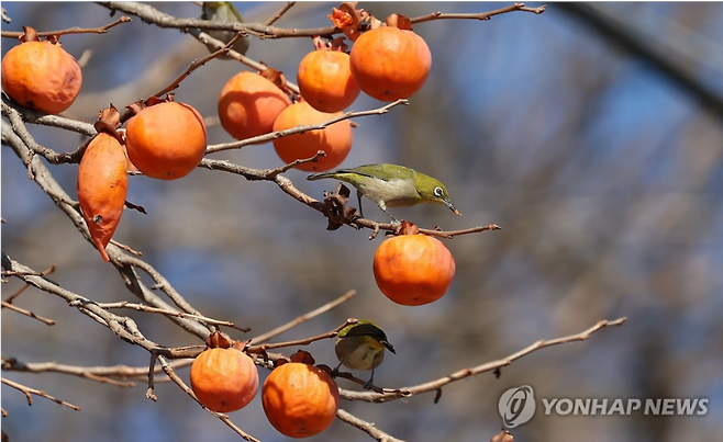 감 따다 걸리자 주인 '퍽퍽'…황당한 도둑