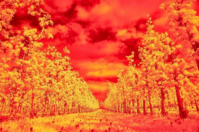 지구 온난화로 인한 무더위 이미지. unsplash