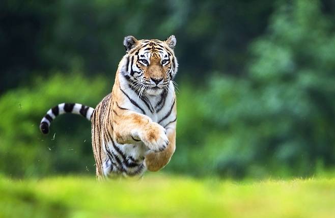 6일 오전 숨진 국내 최고령 백두산 호랑이 ‘한청’.    국립백두대간수목원 제공