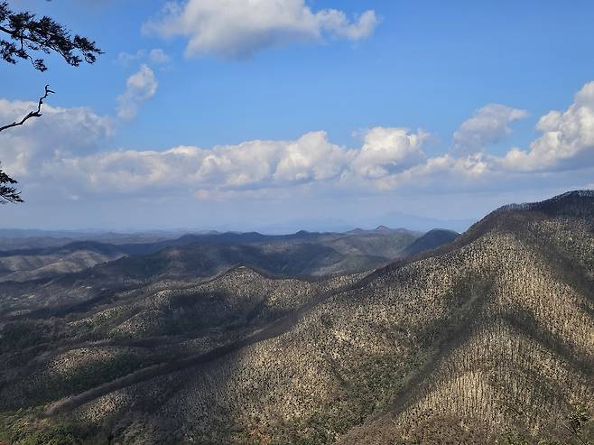 2일 경북 의성 고운사 사찰림 인근 산불 피해 지역. 김광우 기자.