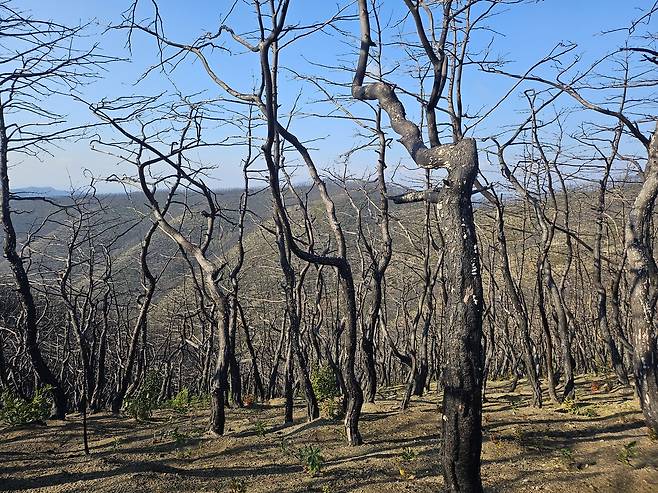 2일 경북 의성 고운사 사찰림 산불 피해 지역에 불타 죽은 나무가 남아 있다. 김광우 기자.