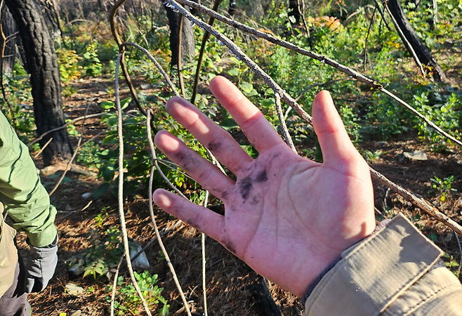 2일 경북 의성 고운사 사찰림 나무에 손을 대자 검은 재가 묻어 나왔다. 김광우 기자.