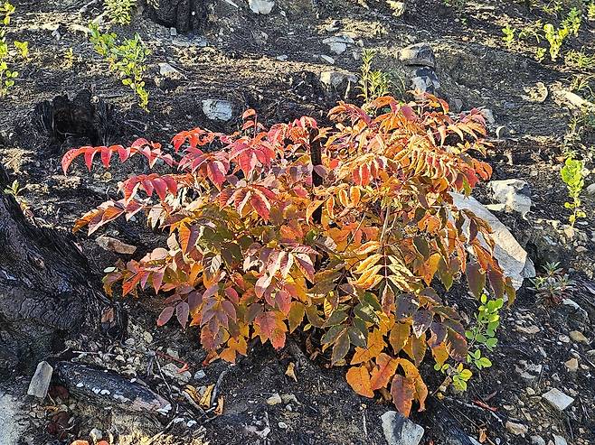 2일 경북 의성 고운사 사찰림 산불 피해 지역에서 나무가 자라고 있다. 김광우 기자.
