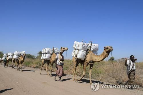 에티오피아의 낙타 [EPA 연합뉴스 자료사진. 재판매 및 DB 금지]