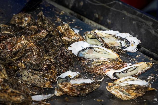 알이 꽉~ 찬 통통하고 신선한 통영산 굴. /이건송 영상미디어 기자