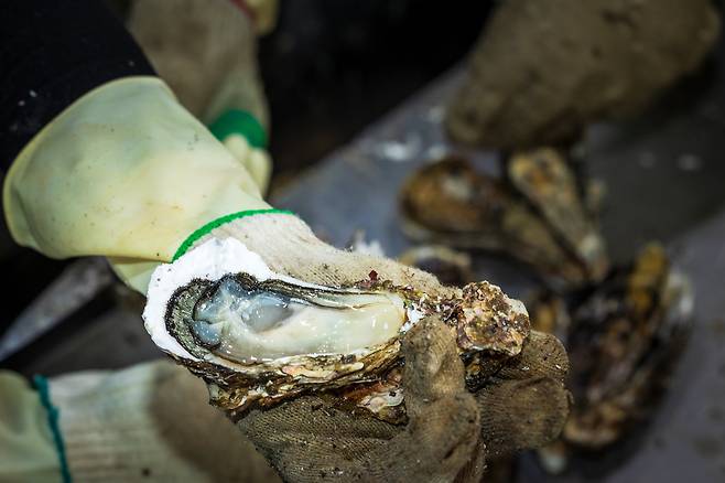 바다 내음 물씬 풍기는 진득한 통영산 생굴. /이건송 영상미디어 기자