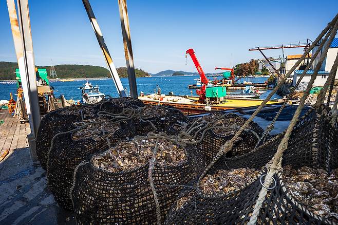 한 그물 당 700~800kg인 굴 더미. /이건송 영상미디어 기자
