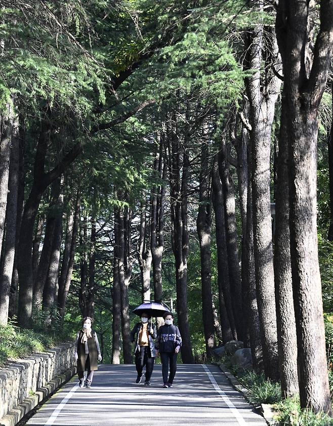 지난 6일 화원유원지 내부의 메타세쿼이아 산책길을 걷는 시민들. 짙은 녹음이 머리 위로 터널처럼 드리워지고, 햇살은 가지 사이로 부드럽게 스며든다. 한때 피서지로 이름났던 이곳은 지금도 시민들의 산책과 휴식 공간으로 사랑받고 있다.이윤호 기자 yoonhohi@yeongnam.com