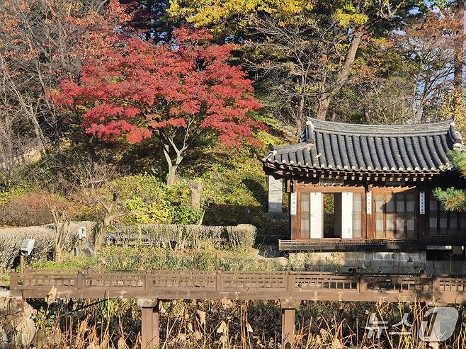 일요일인 9일 강원 강릉시 선교장에 든 단풍. 2025.11.9/뉴스1 윤왕근 기자