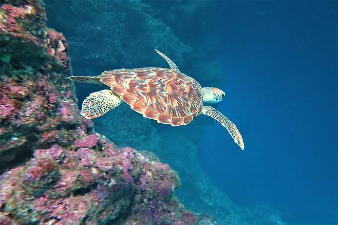 사이판 바닷속을 헤엄치는 거북이.