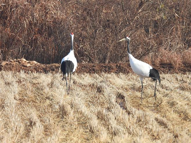 두루미[국립생태원 제공]