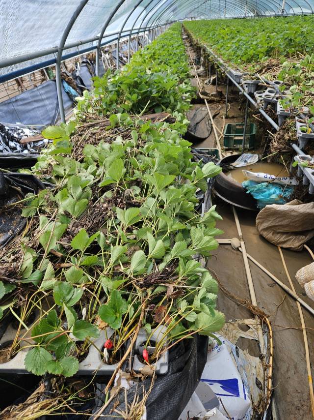 지난 7월 수해 당시 모종이 물에 잠긴 모습. 독자 제공