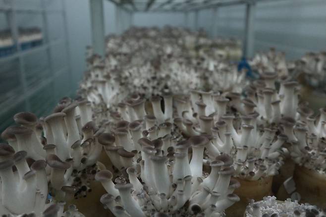 경남농기원이 선보인 신품종 버섯 '새느'. 맛은 새송이, 모양은 느타리와 새송이를 섞어 놨다. 경남도농업기술원