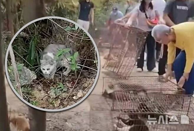 [뉴시스] 중국 광둥성 한 저수지에서 고양이 1100여 마리를 방생해 동물 학대라는 논란이 일고 있다. (사진=SCMP) 2025.11.09.