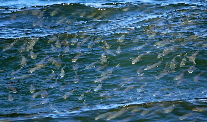 파도 타며 유영하는 숭어 떼  [촬영 유형재]